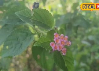 अगर सर्दी में खा ली इस पौधे की पत्तियां तो पूरे शरीर में रहेगी जबरदस्त गर्मी, थकान और तनाव से भी मिलेगी राहत