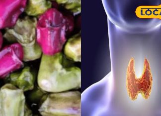 दादी-नानी का घरेलू नुस्खा! तालाब से निकला यह फल रामबाण से कम नहीं, थायराइड और गले की बीमारी भी हो जाती है छूमंतर