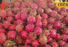 कमाल का है ड्रैगन फ्रूट, खाने के हैं बेहतरीन फायदे