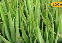 एलोवेरा के जूस का ऐसे करें सेवन, दूर हो जाएगी कब्ज की समस्या