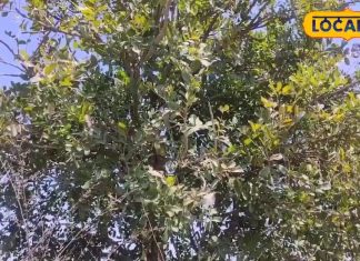 Health Tips: खतरनाक कैंसर और मिर्गी बीमारियों के लिए रामबाण है डीजल का पौधा, पेट की समस्या तो चुटकियों में हो जाती है दूर