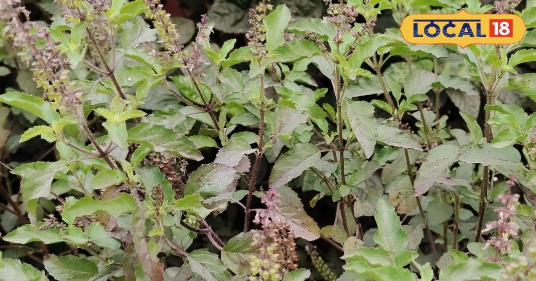 संजीवनी बूटी से कम नहीं यह पौधा, रोजाना चबाएं 3 से 4 पत्ते, बीपी-कोलेस्ट्रॉल रहेगा कंट्रोल, बीमारियां रहेंगी कोसों दूर