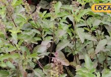 संजीवनी बूटी से कम नहीं यह पौधा, रोजाना चबाएं 3 से 4 पत्ते, बीपी-कोलेस्ट्रॉल रहेगा कंट्रोल, बीमारियां रहेंगी कोसों दूर