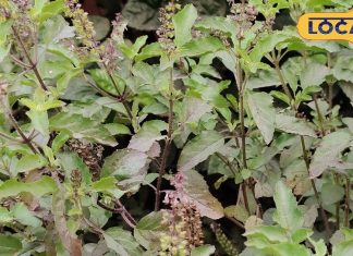 संजीवनी बूटी से कम नहीं यह पौधा, रोजाना चबाएं 3 से 4 पत्ते, बीपी-कोलेस्ट्रॉल रहेगा कंट्रोल, बीमारियां रहेंगी कोसों दूर