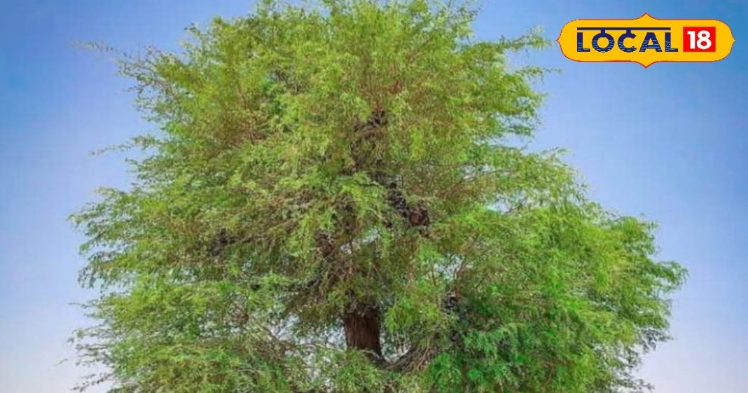 बड़ा करामाती है ये पेड़, पत्तों से दांत होंगे मजबूत! सब्जी से दूर होगी कमजोरी