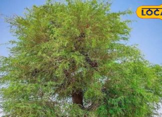 बड़ा करामाती है ये पेड़, पत्तों से दांत होंगे मजबूत! सब्जी से दूर होगी कमजोरी