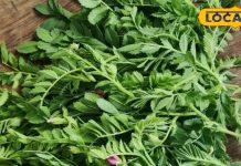 सर्दियों में कुछ दिन मिलती है यह पत्तेदार सब्जी, इम्यूनिटी बढ़ाने के साथ शुगर को रखती है कंट्रोल, जानें और फायदे