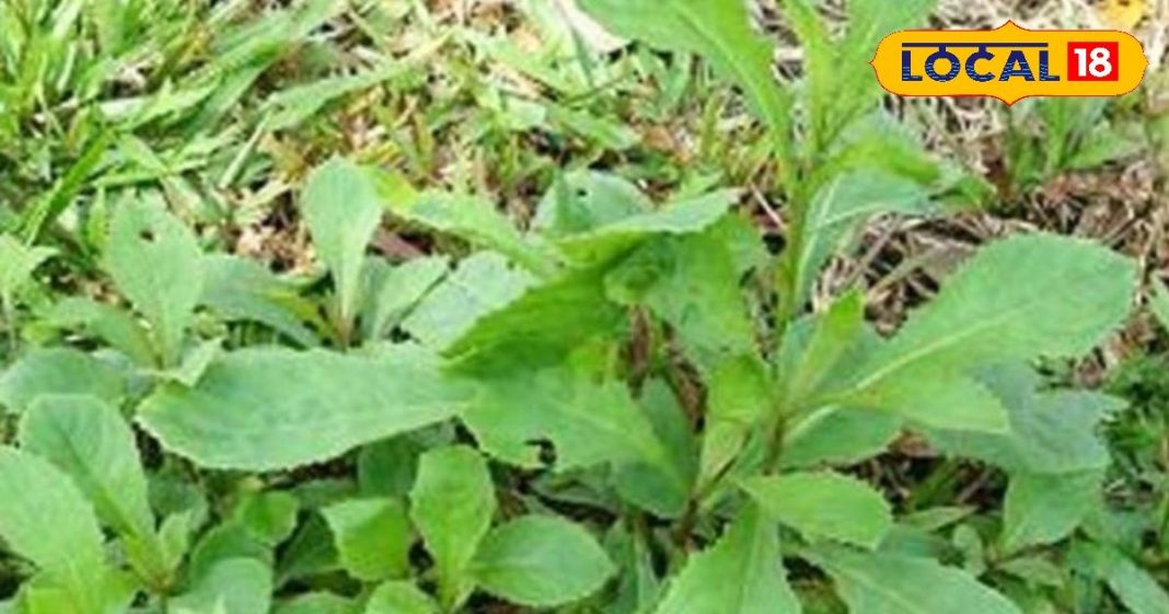 सर्दियों में उगने वाला ये पौधा करता है तिकड़म, हर बीमारी को लगाता है ठिकाने!