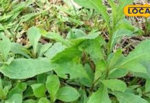 सर्दियों में उगने वाला ये पौधा करता है तिकड़म, हर बीमारी को लगाता है ठिकाने!