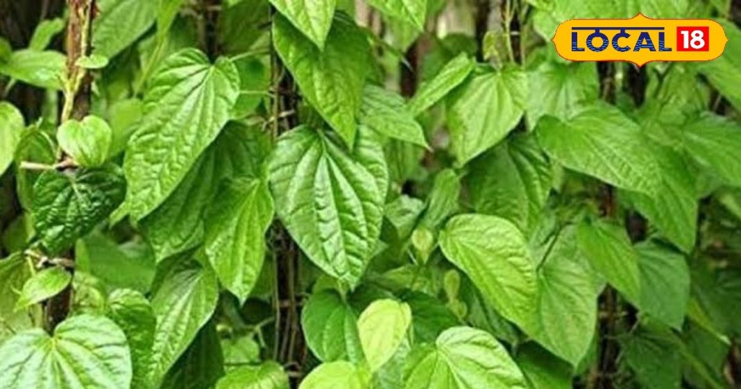 Betel leaf is very beneficial, it is considered for these diseases in Ayurveda – Bharat.one हिंदी