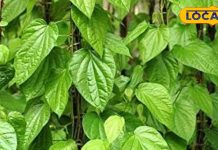 Betel leaf is very beneficial, it is considered for these diseases in Ayurveda – Bharat.one हिंदी