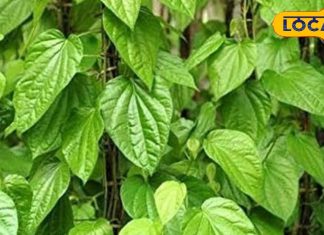 Betel leaf is very beneficial, it is considered for these diseases in Ayurveda – Bharat.one हिंदी