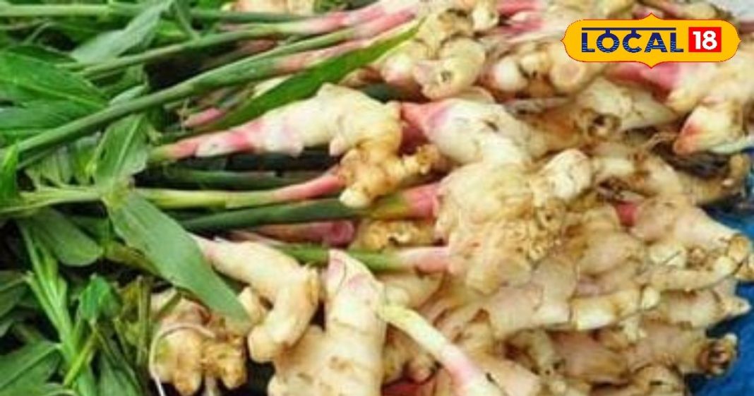 क्या आप जानते हैं अदरक चमत्कारी फायदे? सुबह इस तरह करें उपयोग, शरीर की गंदगी होगी साफ, जोड़ों के दर्द में कारगर