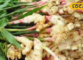 क्या आप जानते हैं अदरक चमत्कारी फायदे? सुबह इस तरह करें उपयोग, शरीर की गंदगी होगी साफ, जोड़ों के दर्द में कारगर