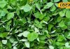 methee saag ke phaayade Fenugreek greens vegetable is miraculous medicine for diabetes patients and many diseases – Bharat.one हिंदी