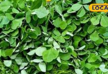 methee saag ke phaayade Fenugreek greens vegetable is miraculous medicine for diabetes patients and many diseases – Bharat.one हिंदी