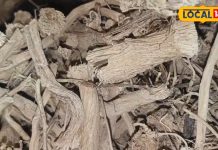 शुगर-सूजन से लेकर दिल तक…ये औषधि बजा देगी हर बीमारी की बैंड, बंद हो जाएगी कब्ज की समस्या