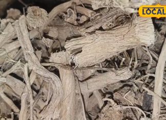 शुगर-सूजन से लेकर दिल तक…ये औषधि बजा देगी हर बीमारी की बैंड, बंद हो जाएगी कब्ज की समस्या