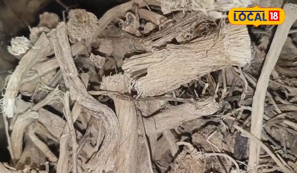 शुगर-सूजन से लेकर दिल तक…ये औषधि बजा देगी हर बीमारी की बैंड, बंद हो जाएगी कब्ज की समस्या