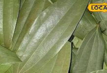 औषणीय गुणों से भरपूर है यह किचन मसाला, शुगर लेवल को करता है कंट्रोल