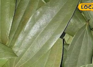 औषणीय गुणों से भरपूर है यह किचन मसाला, शुगर लेवल को करता है कंट्रोल