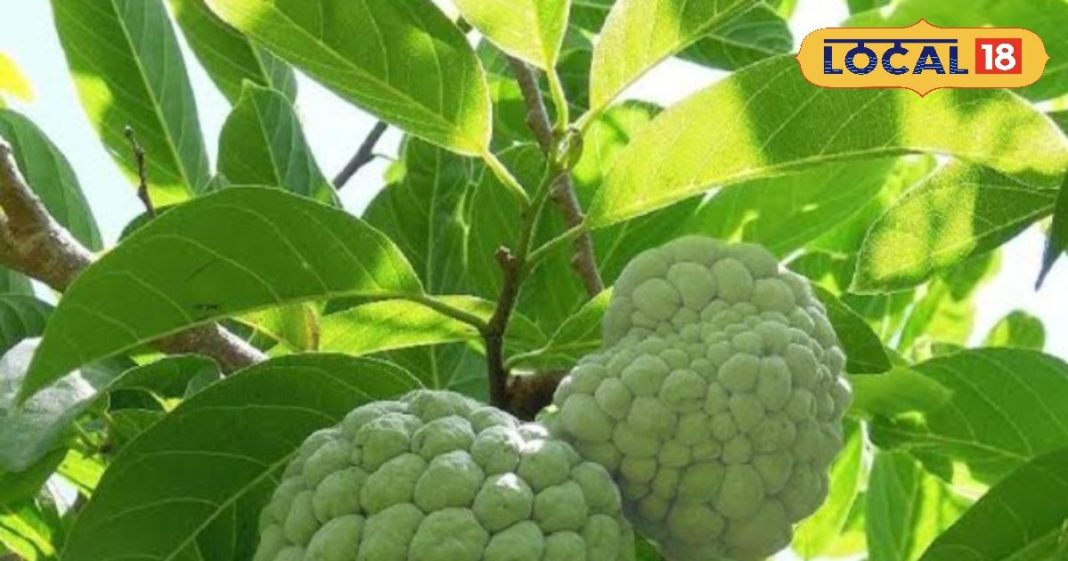 know-religious-importance-and-nature-connection-of-this-delicious-sweet – Bharat.one हिंदी