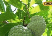 know-religious-importance-and-nature-connection-of-this-delicious-sweet – Bharat.one हिंदी