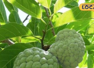 know-religious-importance-and-nature-connection-of-this-delicious-sweet – Bharat.one हिंदी