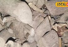 दूध या पानी में मिलाएं ये पाउडर…हड्डियां बन जाएंगी शक्तिशाली, सूजन-दर्द से मिलेगा छुटकारा!