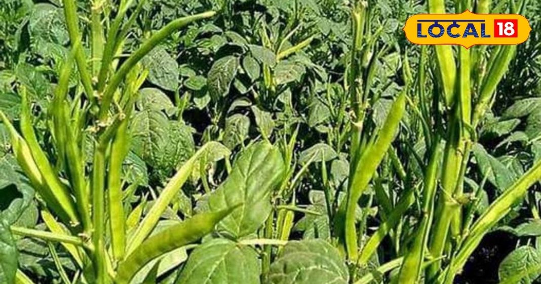 पाचन क्रिया को मजबूत करती है ग्वार की फली, डायबिटीज के मरीजों के लिए है ‘अमृत’ समान