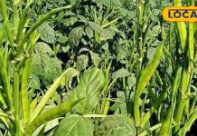 पाचन क्रिया को मजबूत करती है ग्वार की फली, डायबिटीज के मरीजों के लिए है ‘अमृत’ समान