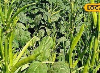 पाचन क्रिया को मजबूत करती है ग्वार की फली, डायबिटीज के मरीजों के लिए है ‘अमृत’ समान