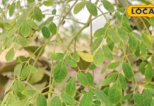 मोटापा-शुगर रहेगा कंट्रोल… भर-भर कर मिलेगा आयरन-कैल्शियम, बस इन चमत्कारी पत्तियों का सेवन कर दें शुरू!