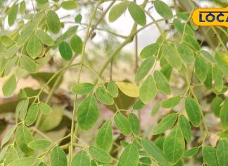 मोटापा-शुगर रहेगा कंट्रोल… भर-भर कर मिलेगा आयरन-कैल्शियम, बस इन चमत्कारी पत्तियों का सेवन कर दें शुरू!