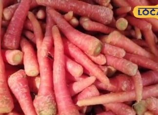 रोज 1 गाजर खाकर तो देखो…कब्ज-कोलेस्ट्रॉल सारी बीमारी हो जाएगी गायब! डॉक्टर ने बताए सीक्रेट