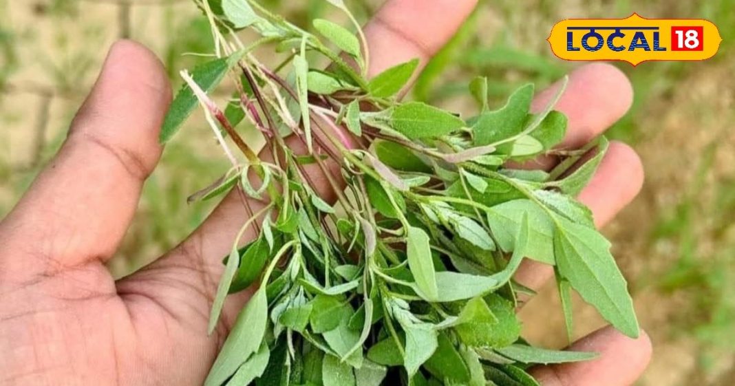 It has medicinal properties found in winter, is effective in many diseases. – Bharat.one हिंदी