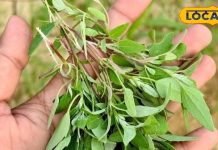 It has medicinal properties found in winter, is effective in many diseases. – Bharat.one हिंदी