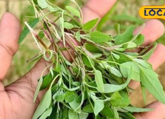 It has medicinal properties found in winter, is effective in many diseases. – Bharat.one हिंदी