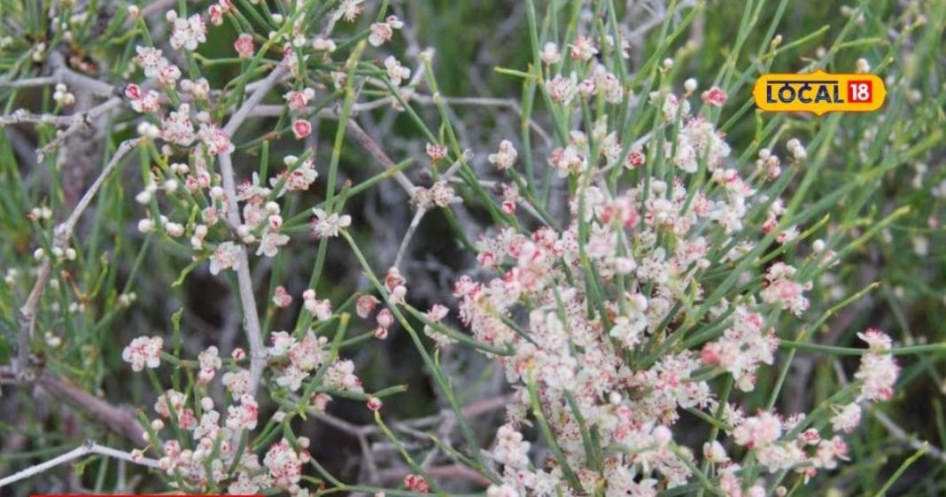 health benefits of rajasthan rare medicinal plant fogla sa
