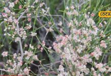 health benefits of rajasthan rare medicinal plant fogla sa