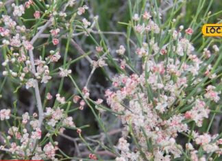 health benefits of rajasthan rare medicinal plant fogla sa