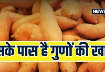 पेट का, आंखों का, दिल का, सबका ख्याल रखेगी ‘आलू की ये बहन’, न्यूट्रिशन की है भरमार, बस उबालो, छीलो और खाओ