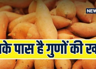 पेट का, आंखों का, दिल का, सबका ख्याल रखेगी ‘आलू की ये बहन’, न्यूट्रिशन की है भरमार, बस उबालो, छीलो और खाओ