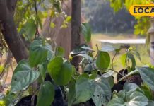 कमाल का है पान का पत्ता, गैस की परेशानी होगी दूर; माउथ फ्रेशनर के रूप में भी आता है काम – Bharat.one हिंदी