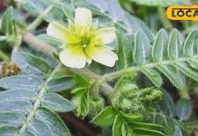 आयुर्वेद की शक्तिशाली जड़ी-बूटी है ये पौधा, पथरी को निकाल करेगा बाहर; यूरिन इंफेक्शन में भी लाभदायक – Bharat.one हिंदी