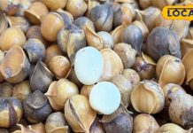 ड्राई फ्रूट से महंगा ये पहाड़ी लहसुन, कई गुणों से है भरा; 3 साल में होता तैयार – Bharat.one हिंदी