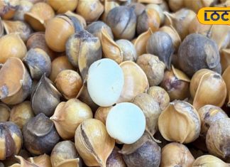 ड्राई फ्रूट से महंगा ये पहाड़ी लहसुन, कई गुणों से है भरा; 3 साल में होता तैयार – Bharat.one हिंदी