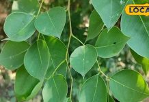 संजीवनी बूटी से कम नहीं है ये पेड़, शरीर से जुड़ी इन बीमारियों के लिए रामबाण – Bharat.one हिंदी