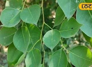 संजीवनी बूटी से कम नहीं है ये पेड़, शरीर से जुड़ी इन बीमारियों के लिए रामबाण – Bharat.one हिंदी