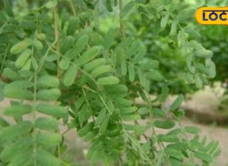 बहुत खास है यह पेड़, रेगिस्तानी इलाकों के लिए वरदान; दस्त,पाइल्स,पेट के कीड़े जैसी समस्याओं में कारगर – Bharat.one हिंदी